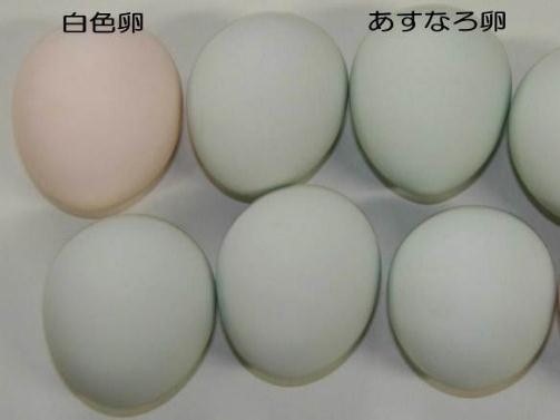 白色卵とあすなろ卵の比較