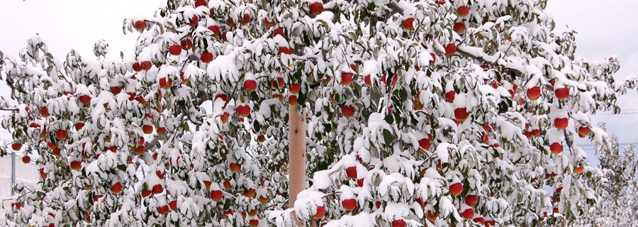 りんご研究所の長老115歳りんご「国光」の雪化粧