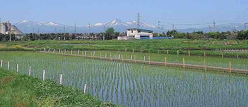 藤坂稲作部の圃場風景