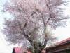 桜の木の画像