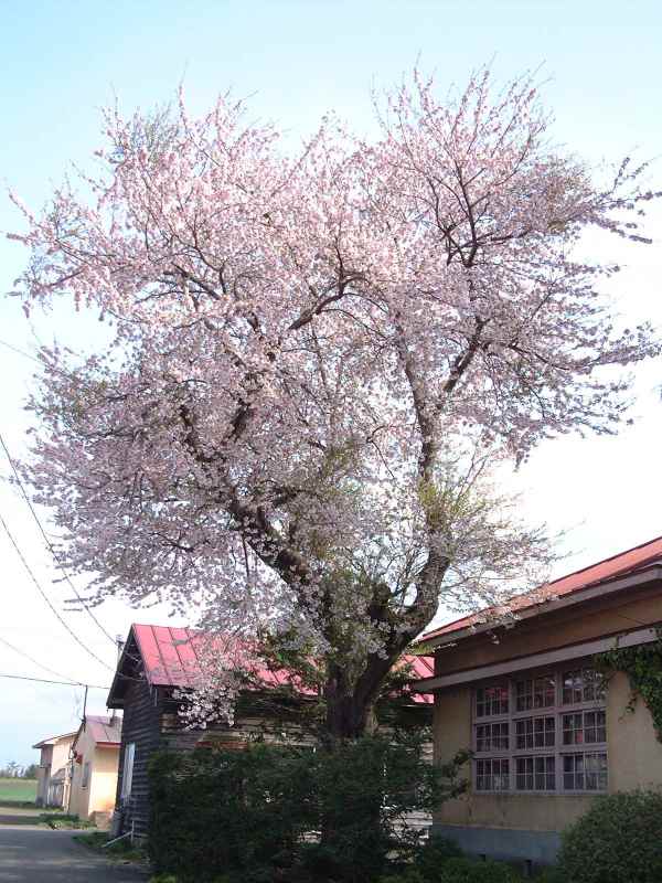 春の桜の画像