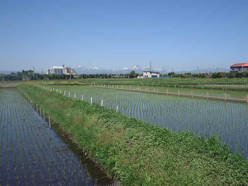 初夏の圃場と八甲田の画像