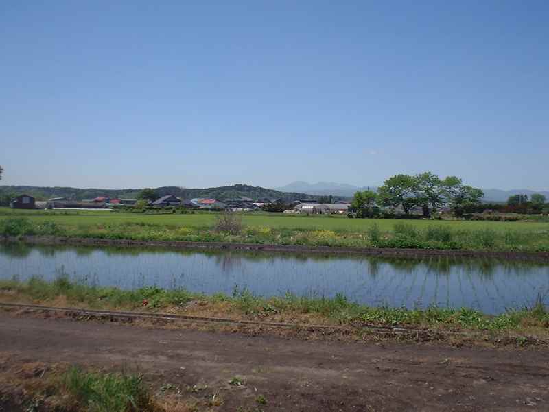 初夏の水田の画像