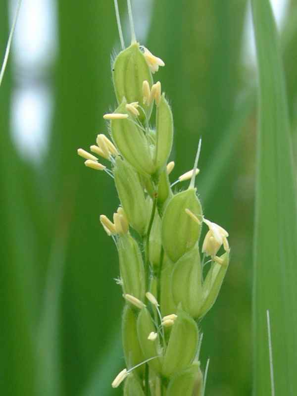 稲の花の画像