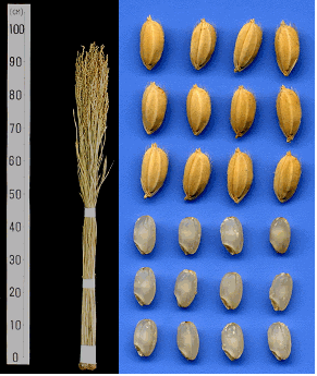 「華想い」の稲株と籾・玄米
