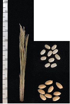 「ゆきのはな」の稲株と籾・玄米