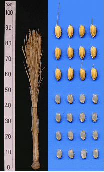 「まっしぐら」の稲株と籾・玄米