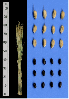 「式部糯」の稲株と籾・玄米