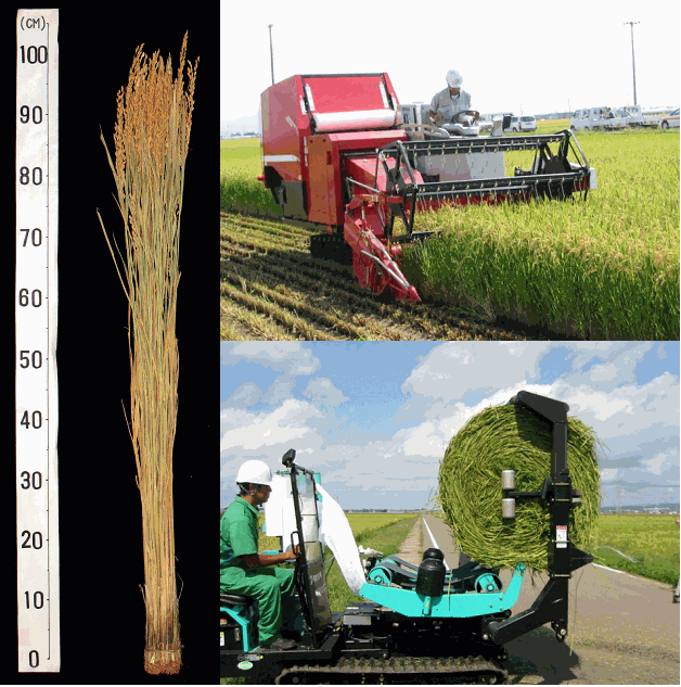 「うしゆたか」の稲株と収穫作業