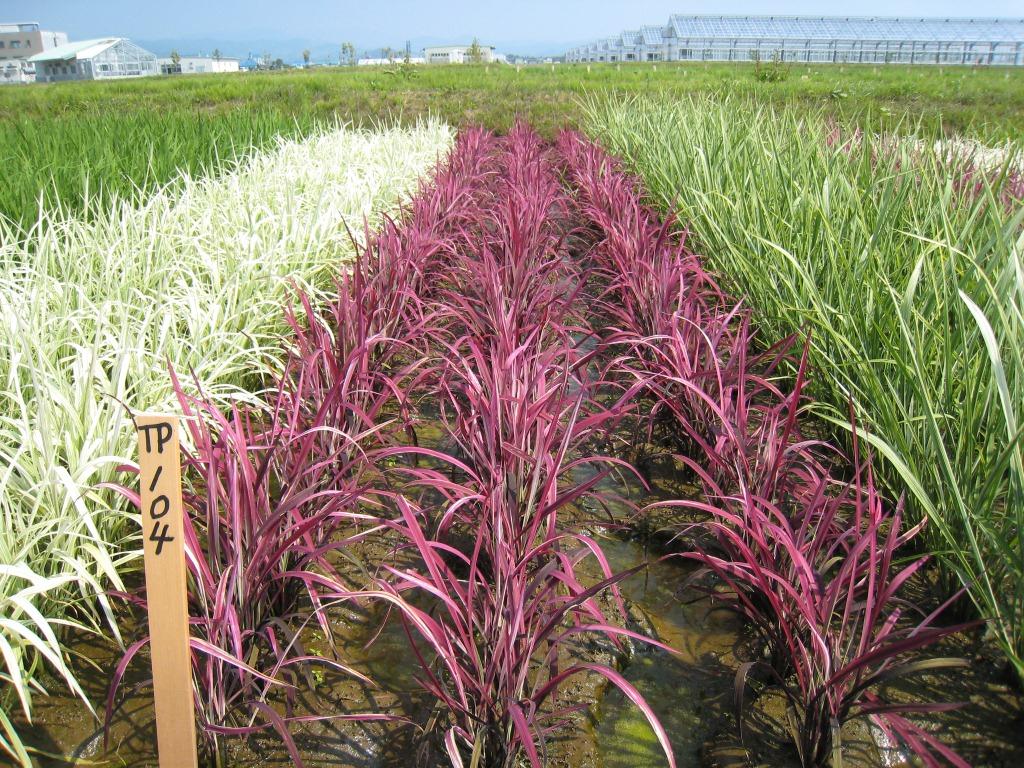 「べにあそび」の草姿