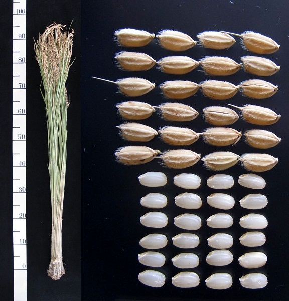 「ほっかりん」の稲株と籾・玄米