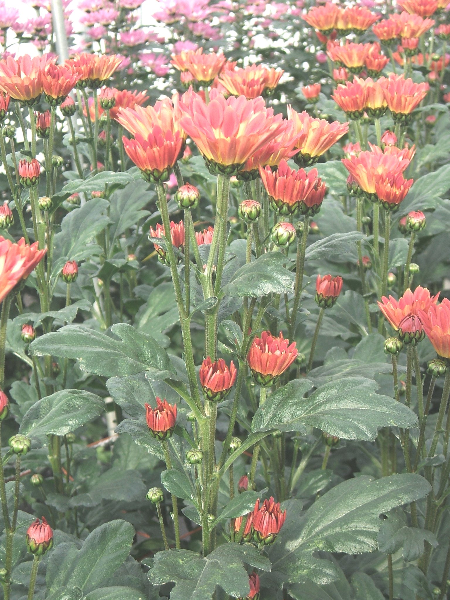 「あけぼのの舞」の花