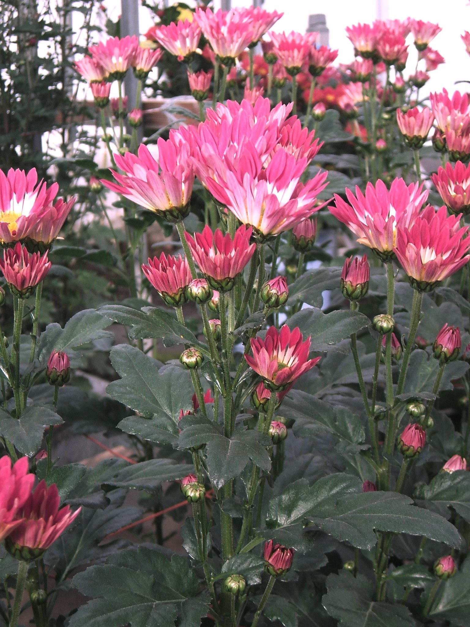 「あかねの舞」の花