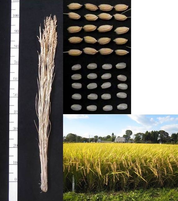 「あさゆき」の稲株と籾・玄米、草姿