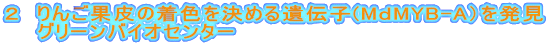 ２　りんご果皮の着色を決める遺伝子(MｄMYB-A）を発見
　　グリーンバイオセンター