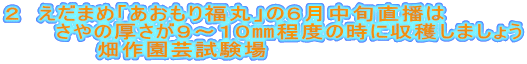 ２　えだまめ「あおもり福丸」の６月中旬直播は
さやの厚さが９～１０㎜程度の時に収穫しましょう
畑作園芸試験場