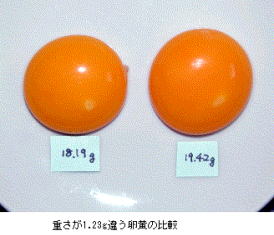 重さが1.23g違う卵黄を比較している画像