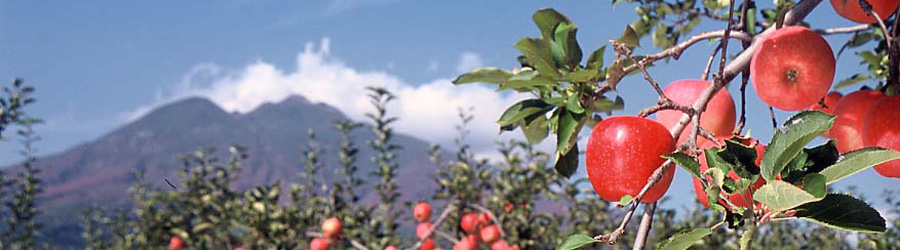 背景画像「りんごと岩木山」