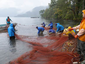十和田湖　採卵用ヒメマス親魚の採捕