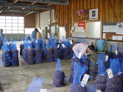 十三漁協のシジミ市場風景の写真