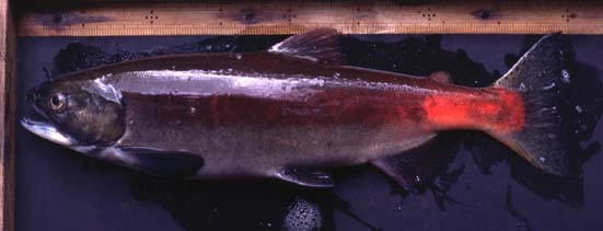 ヒメマス雌親魚の写真