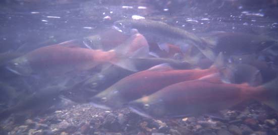 十和田湖ふ化場前に帰ってきたヒメマス親魚の写真