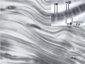 大きい貝柱の筋繊維の有紋筋