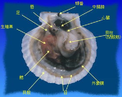 ホタテガイの解剖図