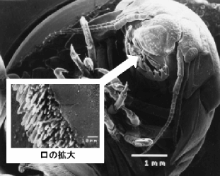 ウミセミの口