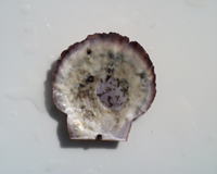 ポリドラに多数穿孔された貝殻