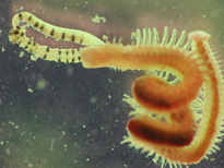 ポリドラ(マダラスピオ)の成虫