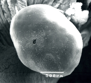 中央に出産孔がありホタテガイの皮膜で覆われている