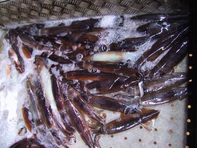 釣獲試験で採集されたスルメイカ
