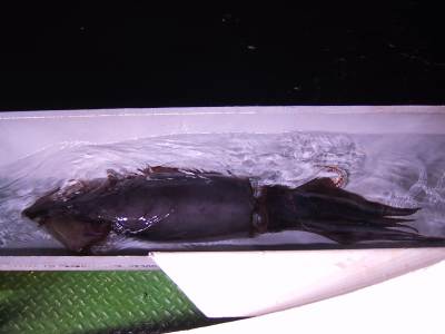 生きているアカイカは濃い赤紫色