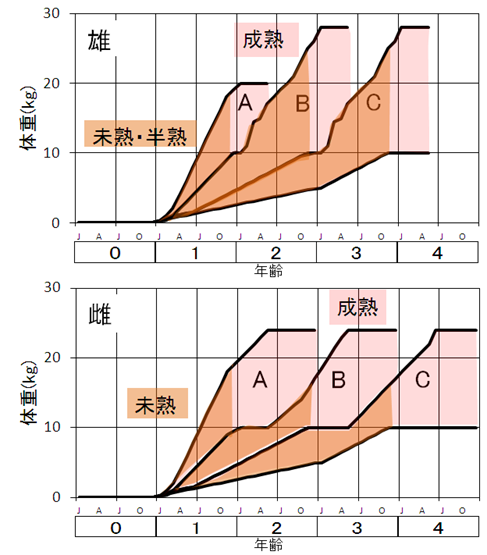 津軽海峡におけるミズダコの年齢と成熟の関係