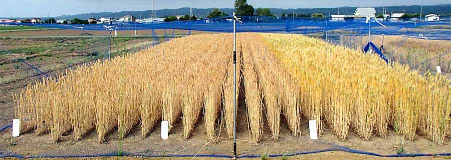 小麦　品種毎の作況試験ほ場