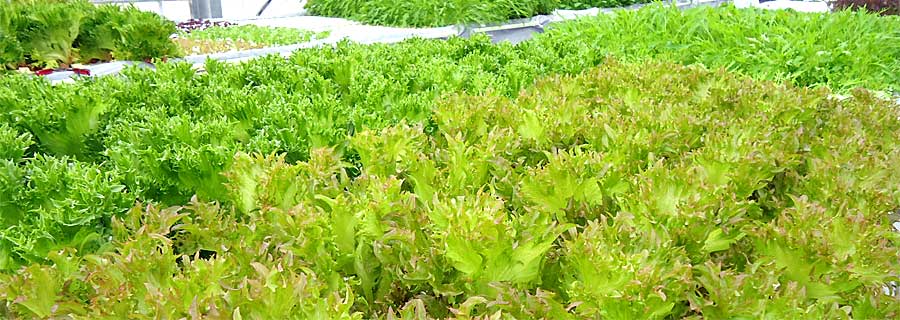 植物工場　葉菜類（リーフレタス）養液栽培