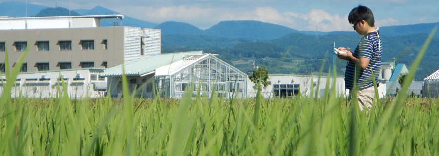 追肥時期判定のための葉色値測定