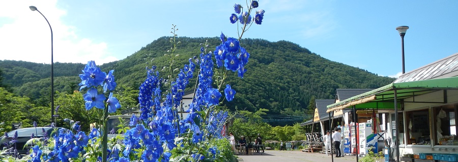 道の駅　虹の湖の初夏を彩る「ブルースピアー」