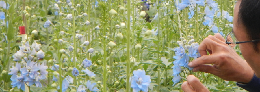 花き　デルフィニウム交配作業