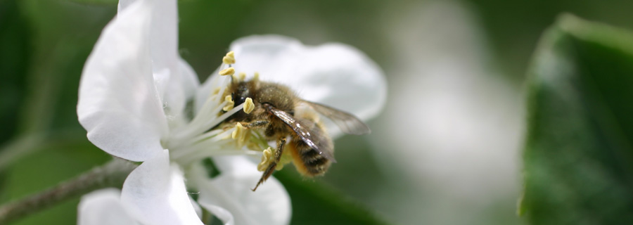 ハチによる授粉