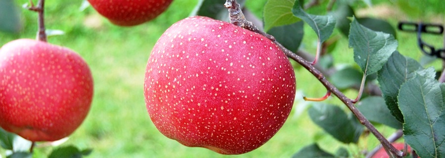 切り口が褐変しないりんご新品種「千雪(ちゆき)」