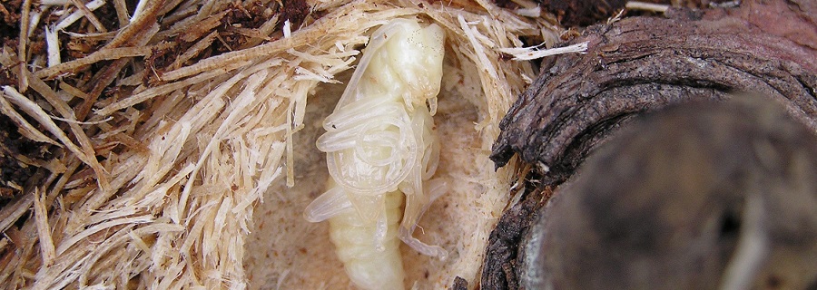 マツノマダラカミキリの蛹