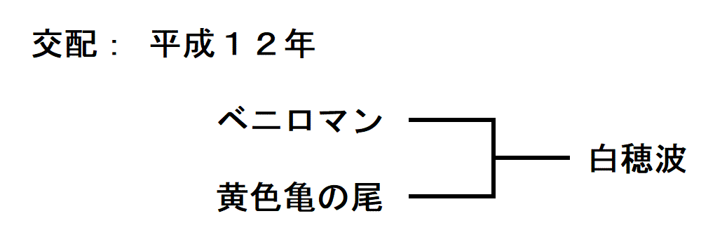 「赤穂波」の来歴