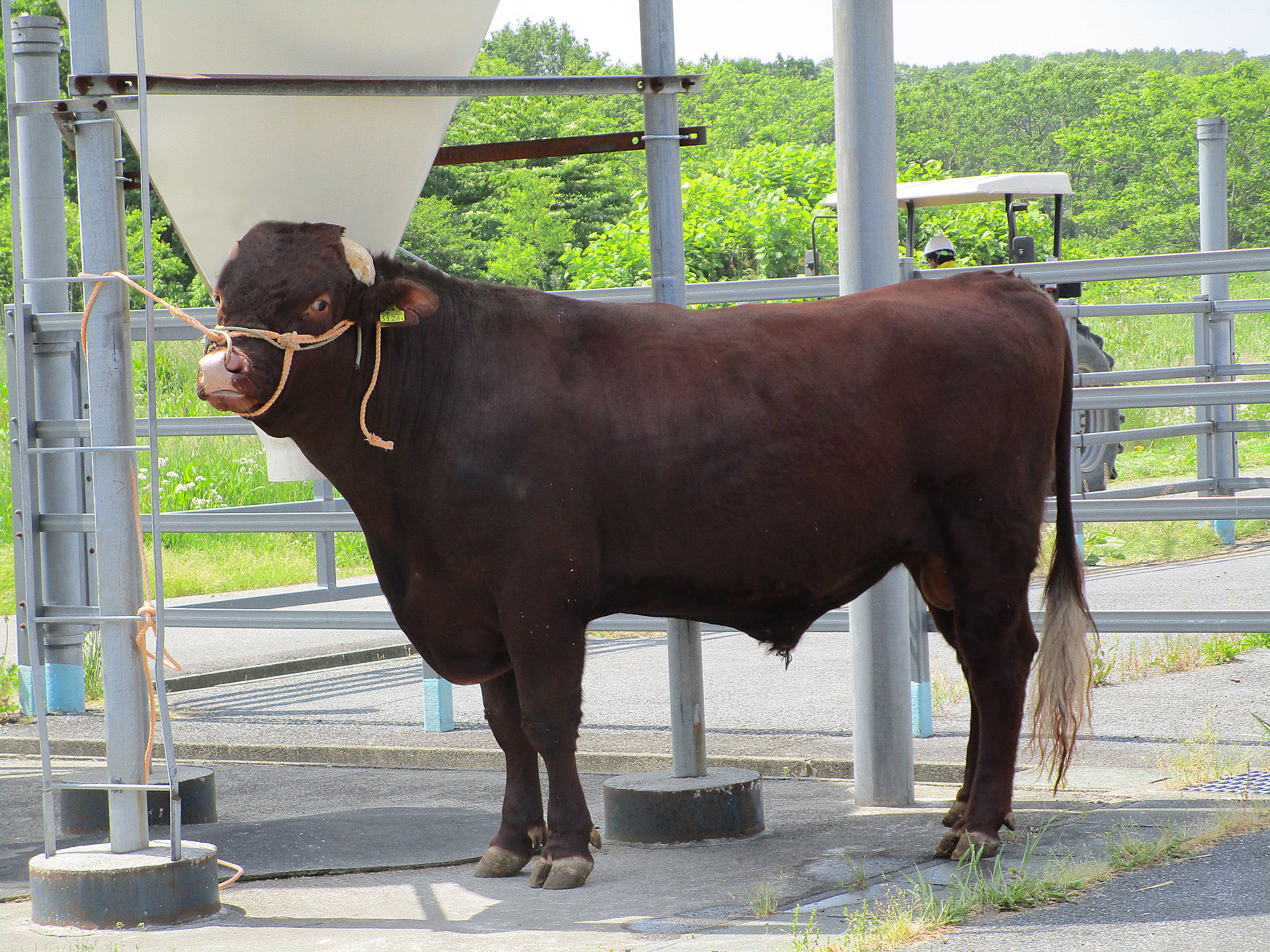 日本短角種種雄牛