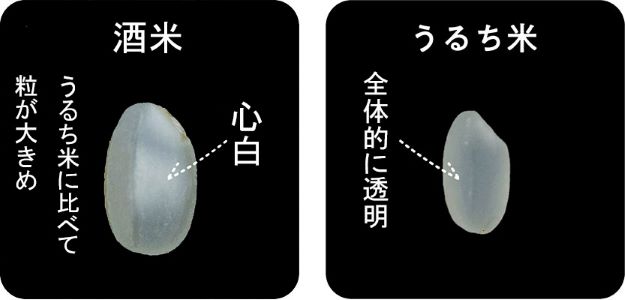 酒米とうるち米の比較写真小