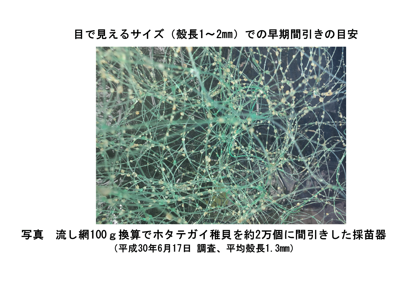 採苗速報第7号4