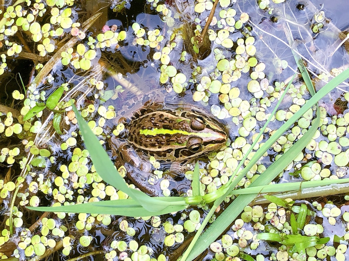 池から出たくないカエル