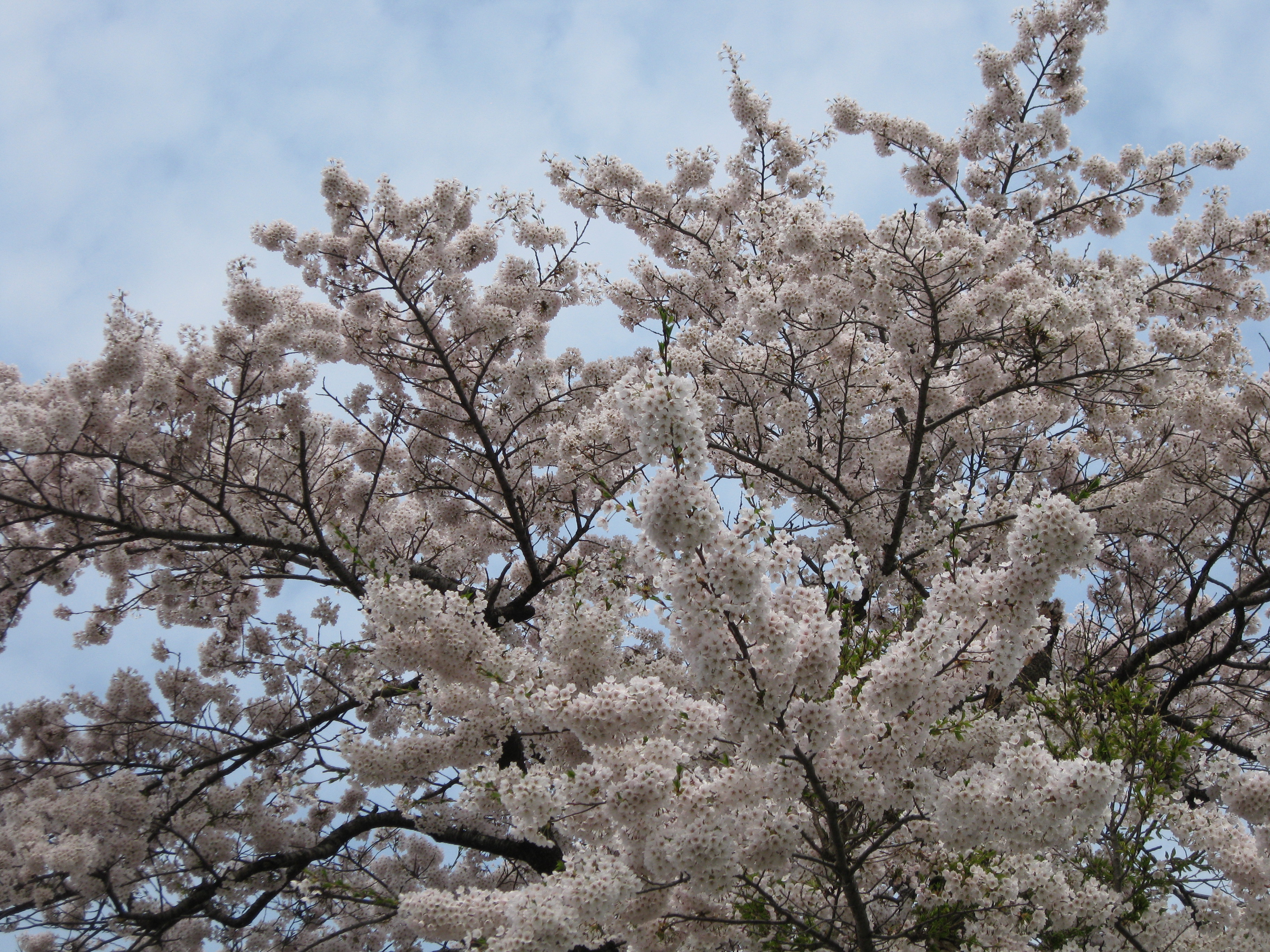 見上げた先の満開の桜
