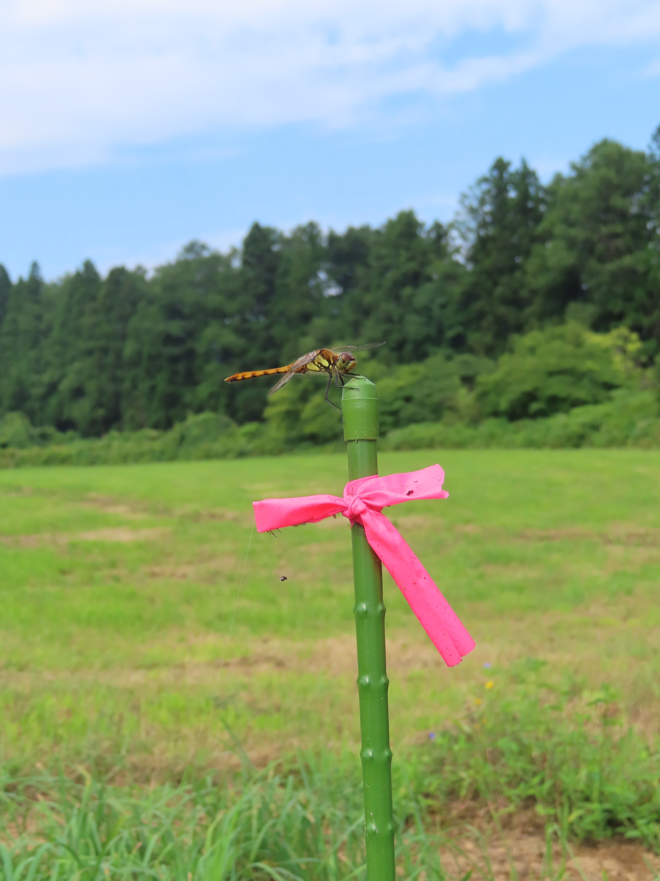 草地を眺めるトンボ